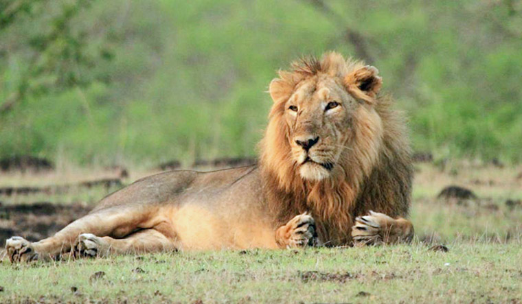 Reserve Gir Jungle Safari Online Booking For Smooth Visiting